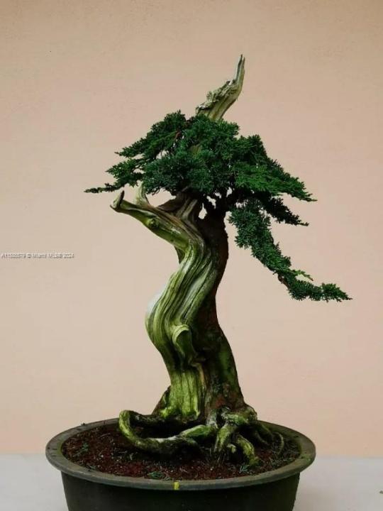 Sin # Zarcero Canuela, Alabama