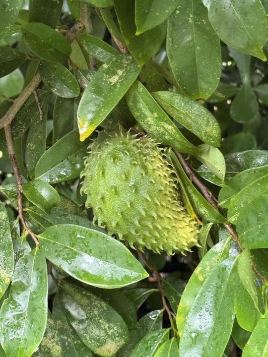 4725 Foxtail Palm Court, Greenacres, Florida 33463, Stati Uniti