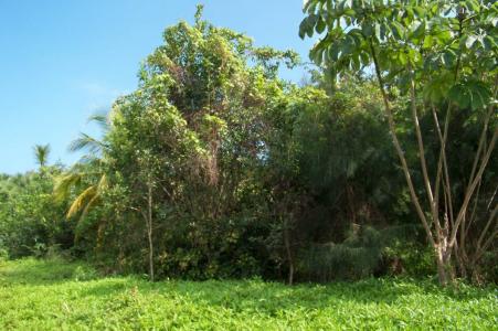 Gales Point, Gales Point, Belize District 00001, Belize