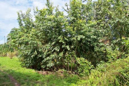 Gales Point, Gales Point, Belize District 00001, Belize