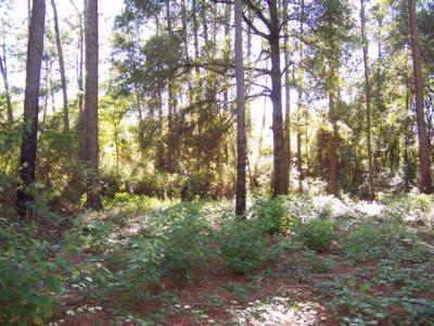 0 Tifton Eldorado Rd, Tifton, Georgia 31794, USA