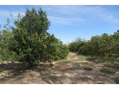 0 Warm Springs, Moapa, Nevada 89025, USA