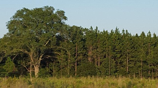 00 Green Valley Rd., Ashburn, Georgia 31714, HOA KỲ