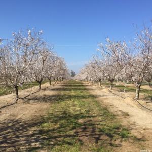 11116 Sierra Rd, Oakdale, California 95361