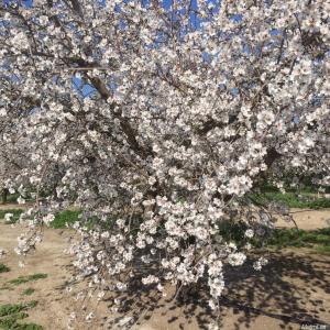 11116  Sierra Rd, Oakdale, California 95361