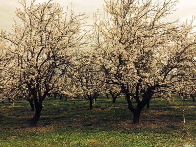 0  Williams, Delhi, California 95315, USA