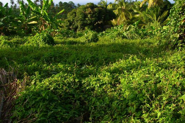 2 acres of land at Calibishie, Saint Andrew, Dominica