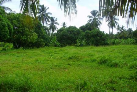 Ant Hill Farm, Saint David, Dominica
