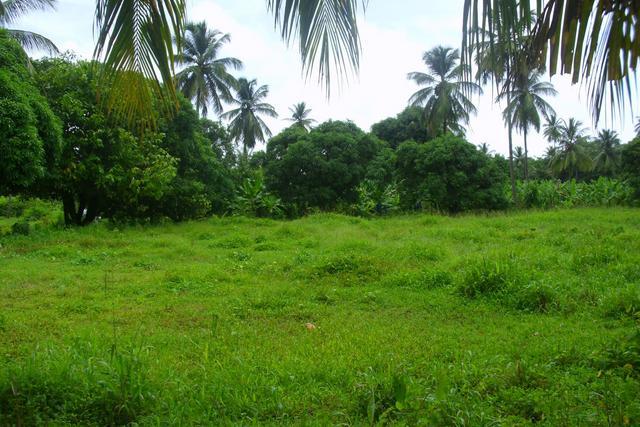 Ant Hill Farm, Saint David, 도미니카