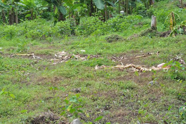 Part of Geneva Estate, Saint Patrick, Dominica