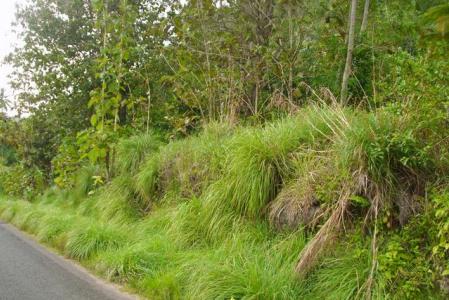 Rosalie, 3.3136 acres at Rosalie, Saint David, Dominica