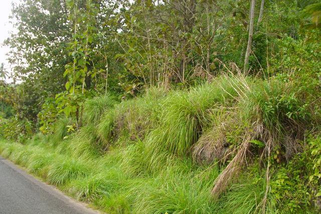 Rosalie, 3.3136 acres at Rosalie, Saint David, Dominica