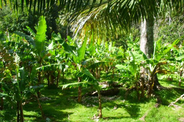 Lots at Resource Estate, Saint Paul, Dominica