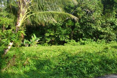 Land at Brantridge, Pond Case, Saint Paul, Dominica