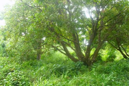 Cotton Hill, 14001 Sq Ft of land in Cotton Hill, Saint John, Dominica