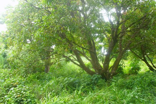 Cotton Hill, 14001 Sq Ft of land in Cotton Hill, Saint John, Dominica