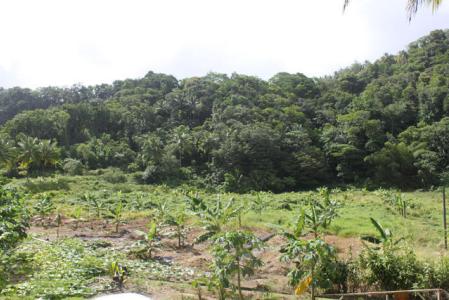 New Foundland Estate, Saint David, Dominica