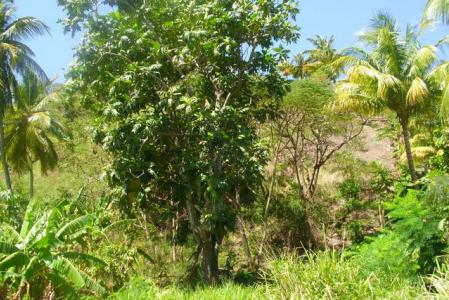 10,181 Sq ft of land in Salisbury, Saint Joseph, Dominica