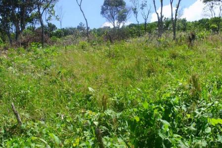 One Acre of Land in Capuchin, Saint John, Dominica