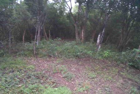 Content Estate, Saint Paul, Dominica