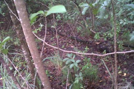 Content Estate, Saint Paul, Dominica