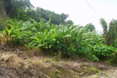 13,531 sq of Land in Castle Comfort, Saint George, Dominica