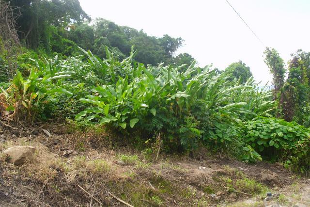 13,531 sq of Land in Castle Comfort, Saint George, Dominica