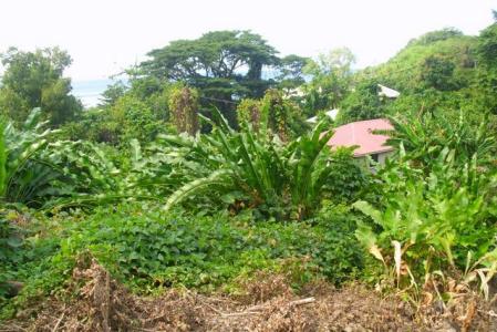 13,531 sq of Land in Castle Comfort, Saint George, Dominica