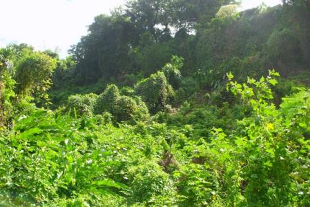 13,531 sq of Land in Castle Comfort, Saint George, Dominica