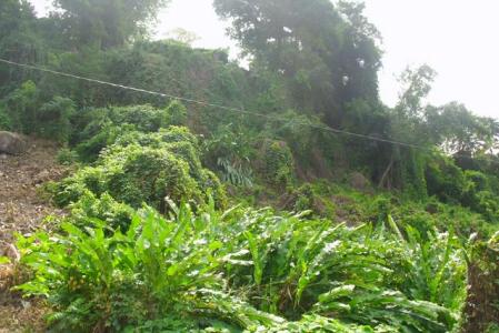 13,531 sq of Land in Castle Comfort, Saint George, Dominica