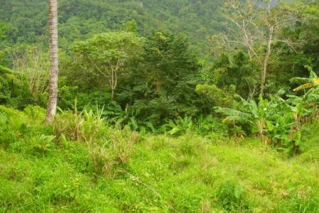 5.85  Acres of Land in the Bense Settlement, Saint Andrew, 도미니카