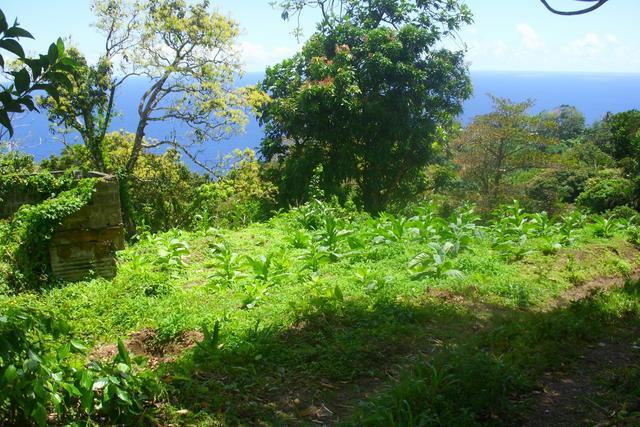 3,920 sq ft of land in Delices, Saint Patrick, Dominica