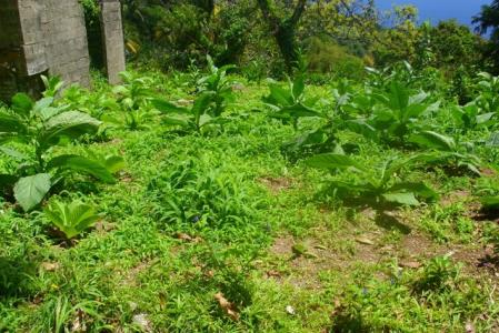 3,920 sq ft of land in Delices, Saint Patrick, Dominica