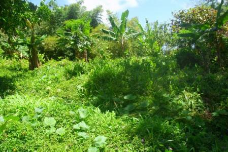 8,991 Square Feet of Land in Delices, Saint Patrick, Dominica