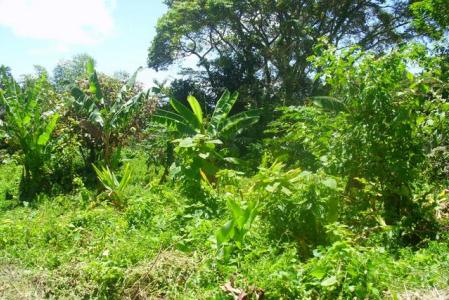 8,991 Square Feet of Land in Delices, Saint Patrick, Dominika