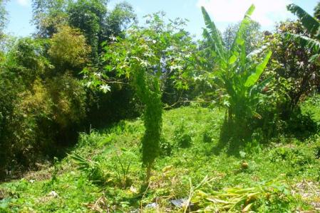 8,991 Square Feet of Land in Delices, Saint Patrick, Dominika