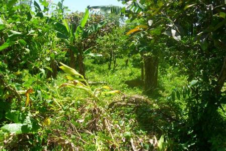 8,991 Square Feet of Land in Delices, Saint Patrick, Dominika