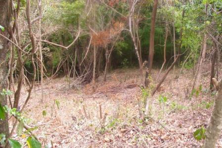 10,185 Sq. Ft. of  land in Morne Daniel, Saint Paul, Dominica