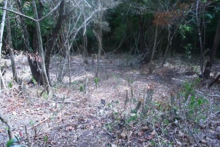 10,185 Sq. Ft. of land in Morne Daniel, Saint Paul, Dominica