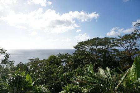Cocoa, Gouyave, St.john's West Indies, Grenada