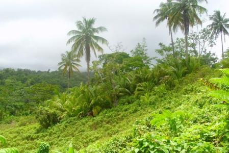 1.74 Arces of land in Spring Settlement, Wesley, Saint Andrew, Dominica