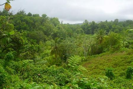 1.74 Arces of land in Spring Settlement, Wesley, Saint Andrew, 도미니카
