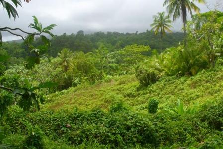 1.74 Arces of land in Spring Settlement, Wesley, Saint Andrew, 도미니카