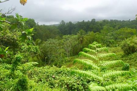 1.74 Arces of land in Spring Settlement, Wesley, Saint Andrew, 도미니카