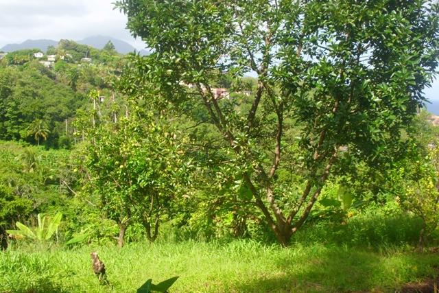 Hampstead, Three (3) Lots in Calibishie, Saint Andrew, Dominica