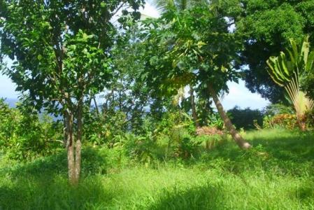 Hampstead, Three (3) Lots in Calibishie, Saint Andrew, Dominica