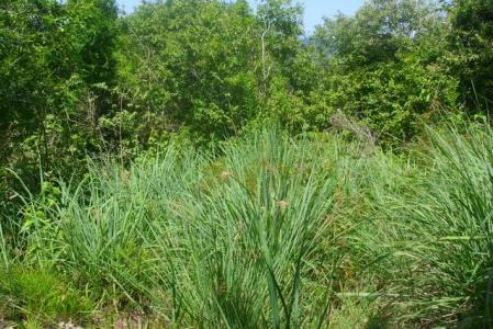 Hillborough Estate, 22,000 Square Feet of Land in St Joseph, Saint Joseph, Dominica