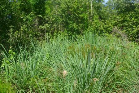 Hillborough Estate, 22,000 Square Feet of Land in St Joseph, Saint Joseph, Dominica