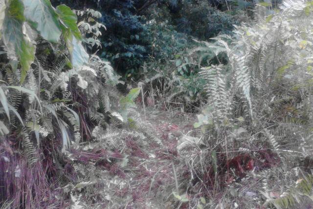 Vacant Land at Banana, Concord, Saint Andrew, Dominica