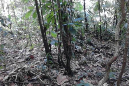 Vacant Land at Banana, Concord, Saint Andrew, Dominica